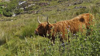 Highland cow in Elgol, Skye
